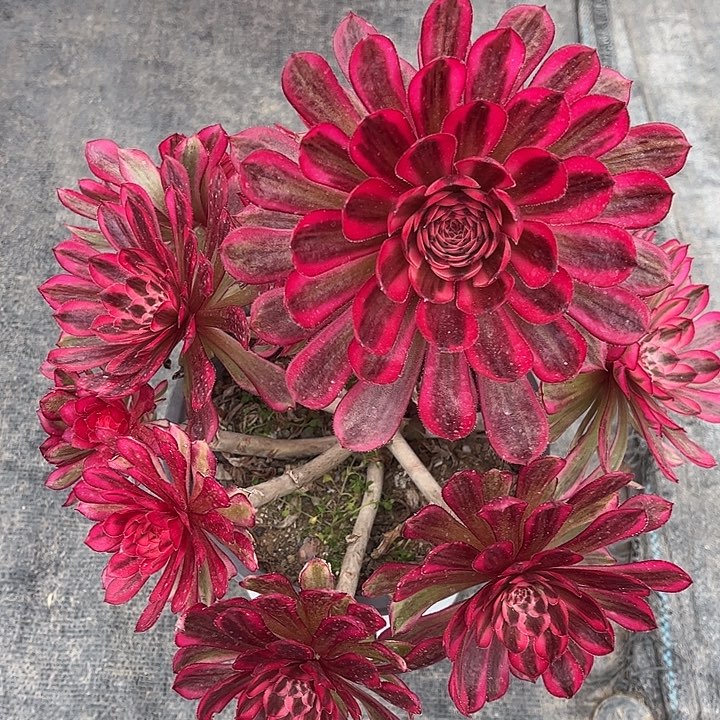 紫砂茶杯7162反反复复方法