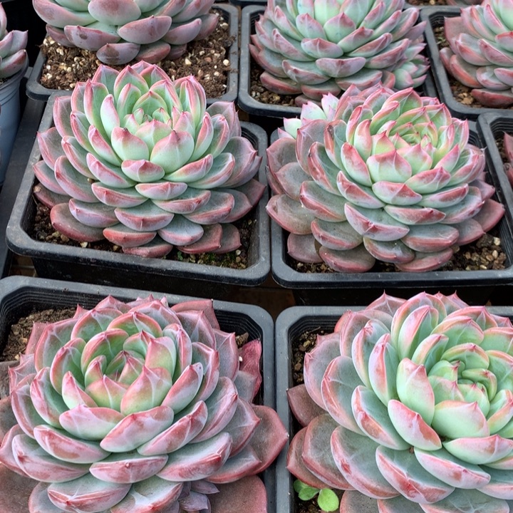 140杯红鸾多肉植物两单包邮