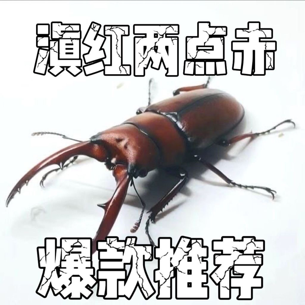 滇红两点赤锹甲幼虫宠物甲虫血两点赤锹甲滇南两点赤锯锹饲养