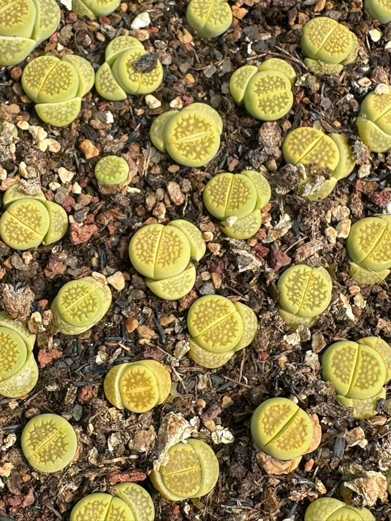 生石花 黄巴黎玉阳台植物1.5厘米左右（9颗装）脱土裸根发货