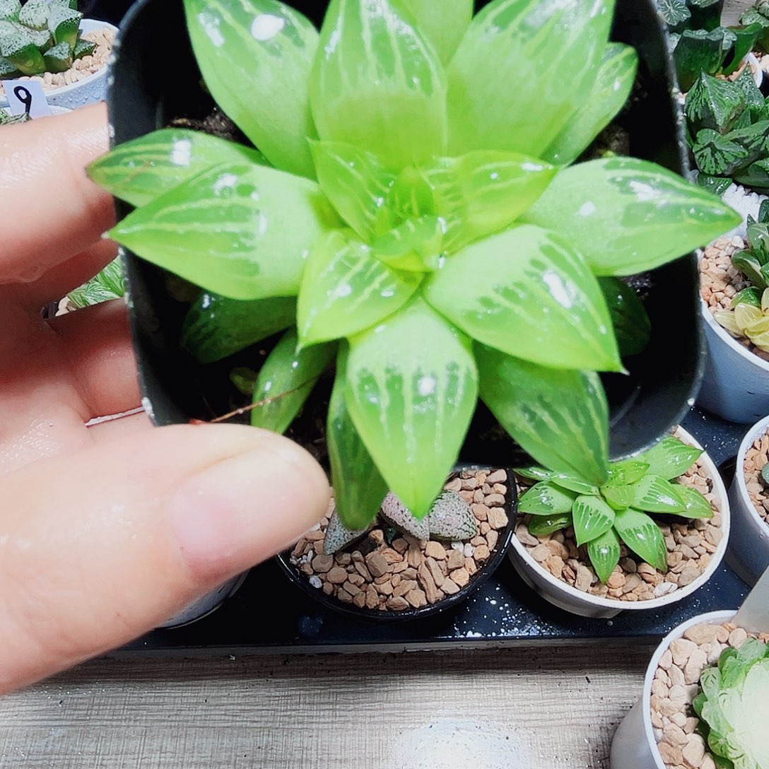 水晶寿多肉植物66666