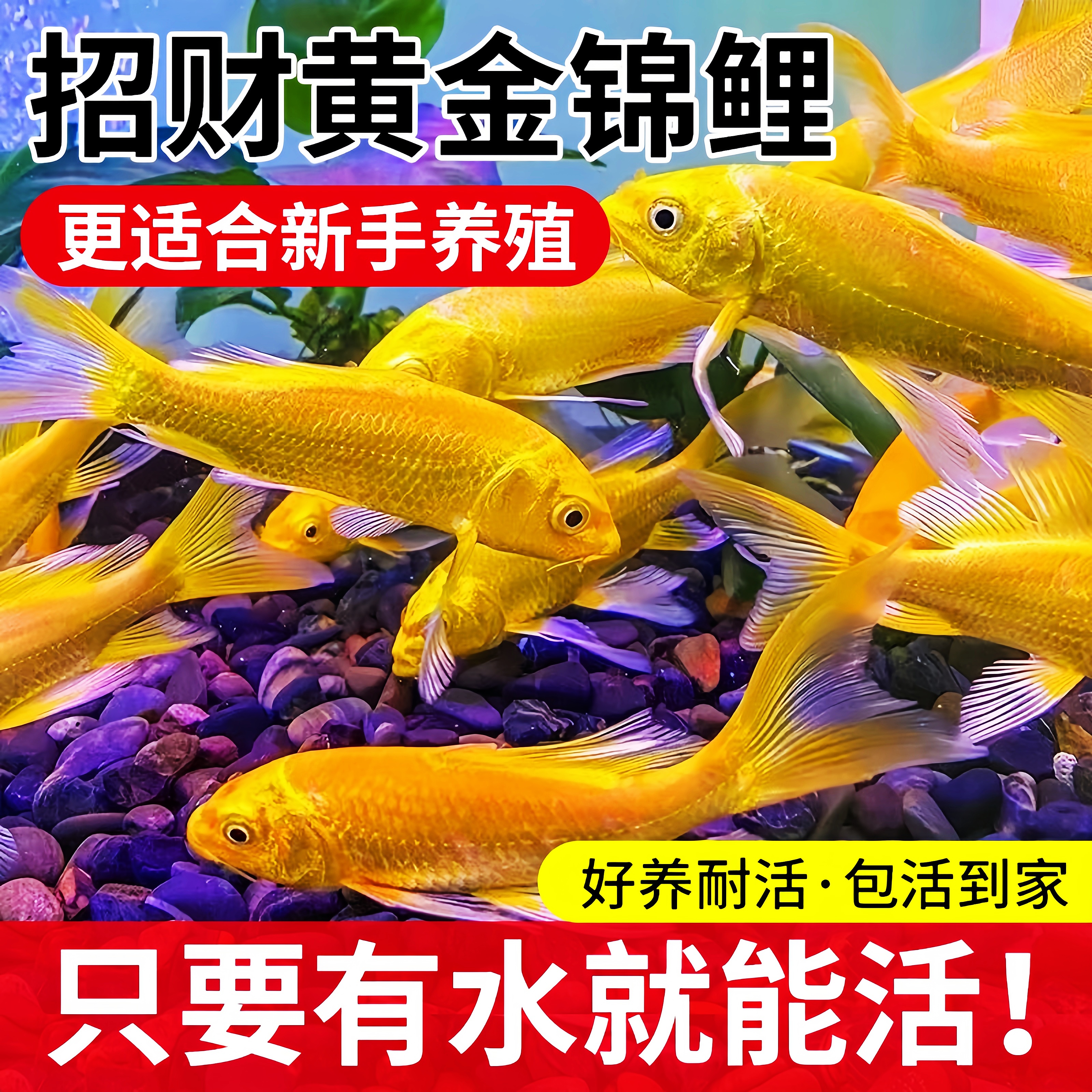 黄金龙凤锦鲤鱼招财鱼黄金锦鲤好养耐活冷水小鱼苗活鱼金鱼观赏鱼