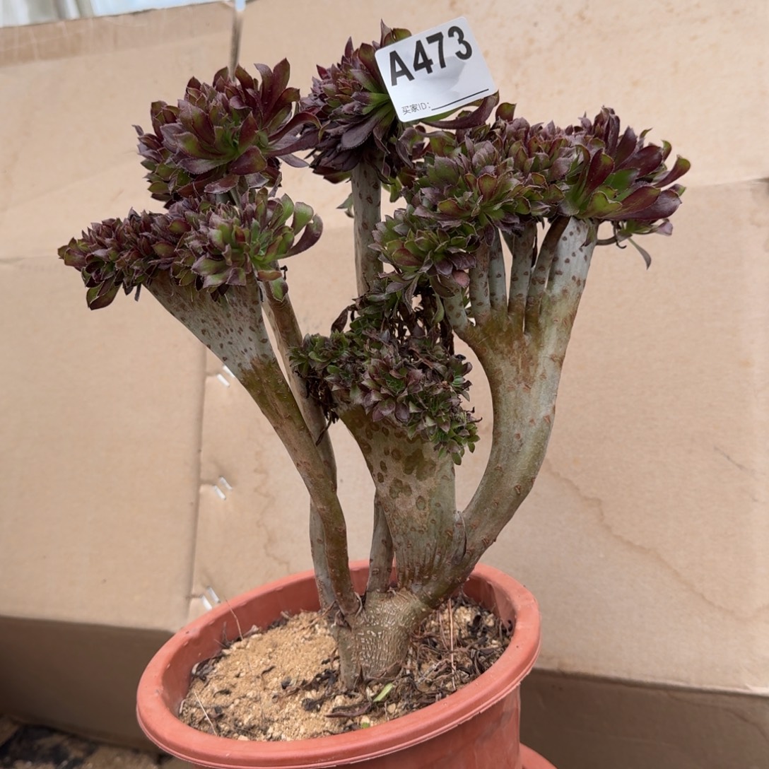 473黑法师一颗呀呀