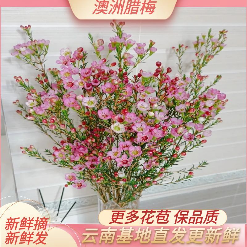 澳洲腊梅云南鲜花 梅花鲜切枝 瓶插喜庆年宵花水养 基地直发包邮