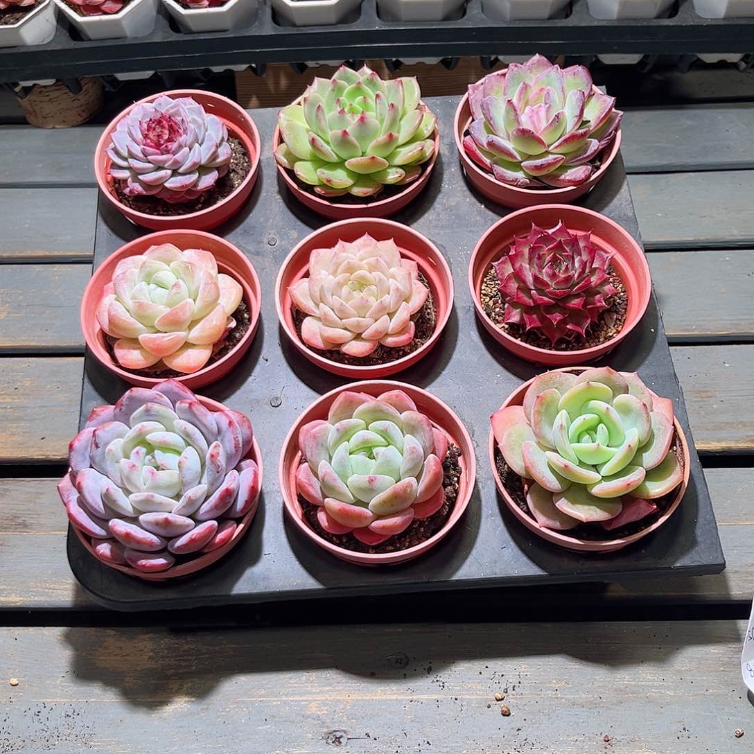 木9颗19.9 8cm口径圆盆单头含盆含土量拍