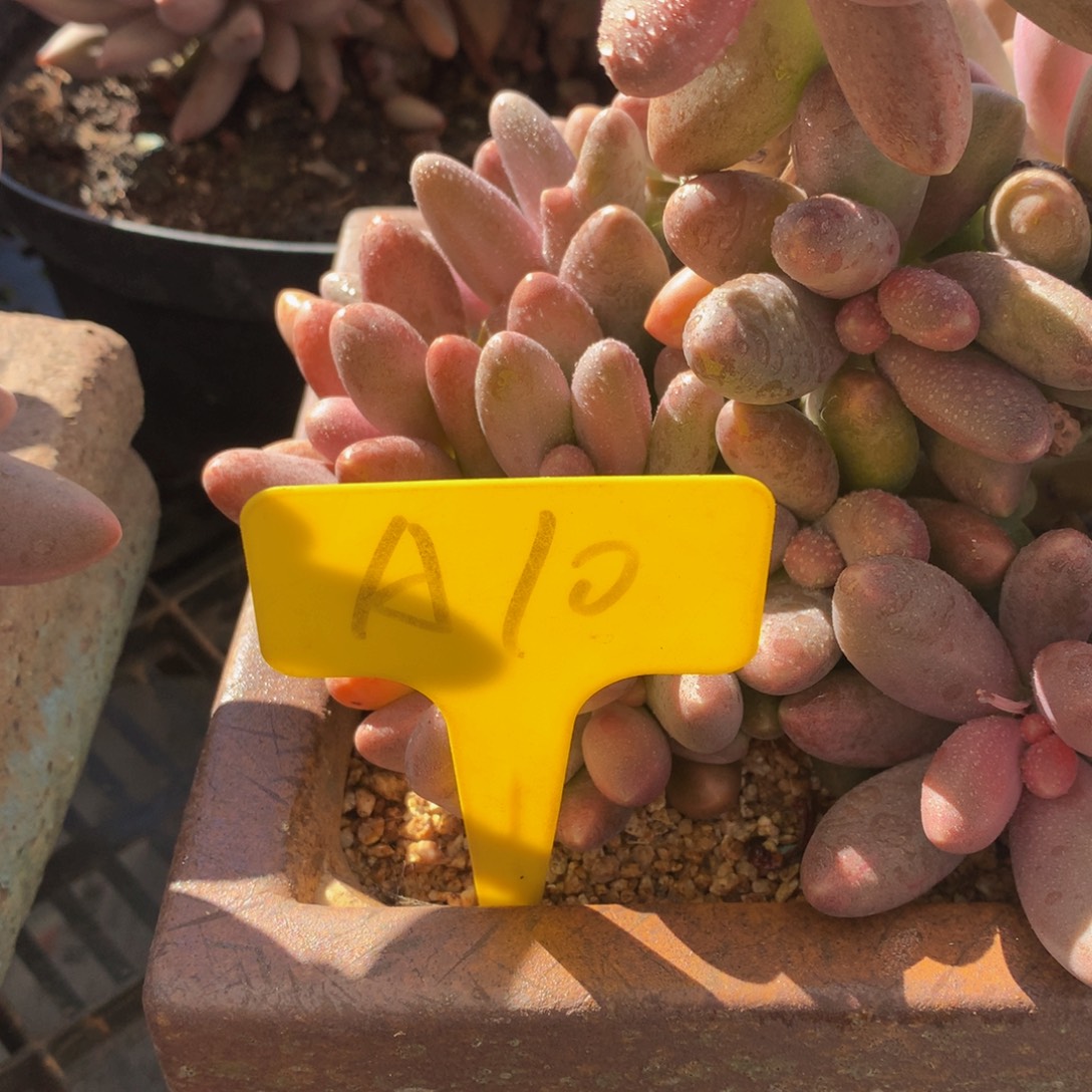 小树糖果美人72727272772455556