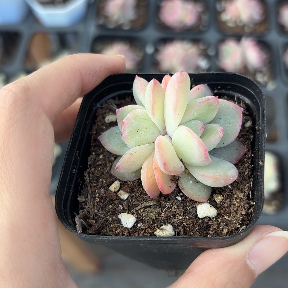 精品泡芙多肉植物