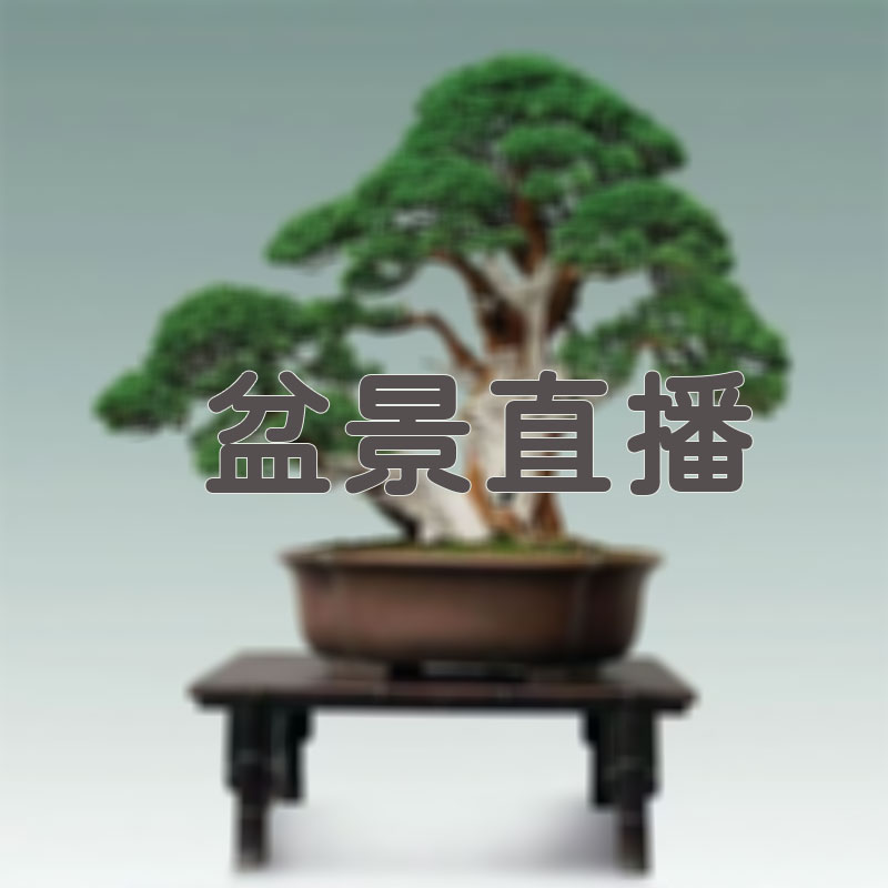 真柏盆景  造型美观  品种齐全  一物一拍