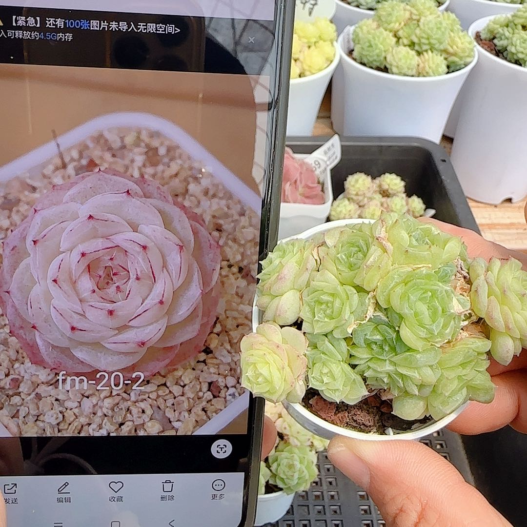 【闪购商品】0802-74（fm-20-2）