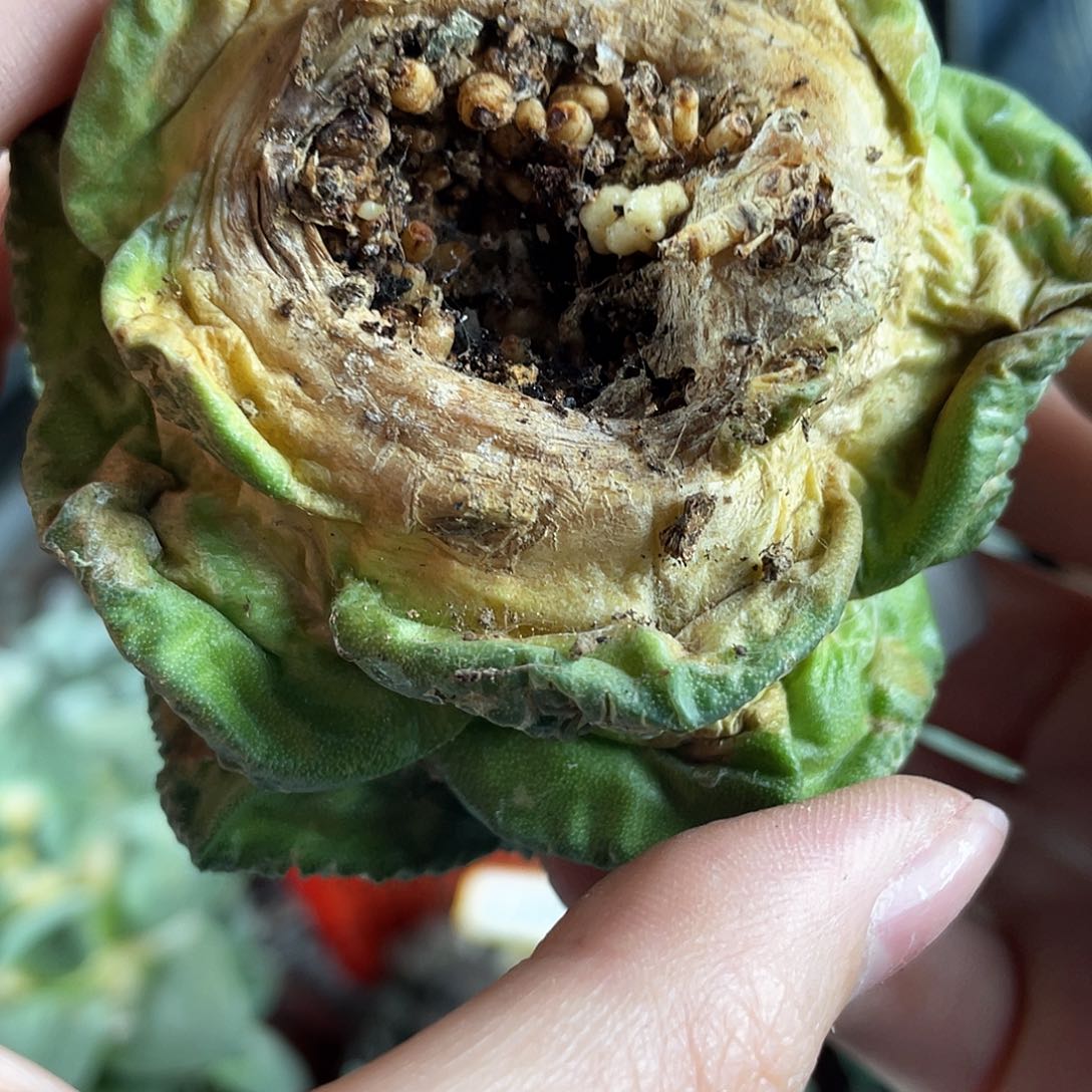 13号8.5cm酸菜龟甲牡丹