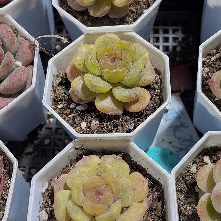 容景珍妮带盆土发货