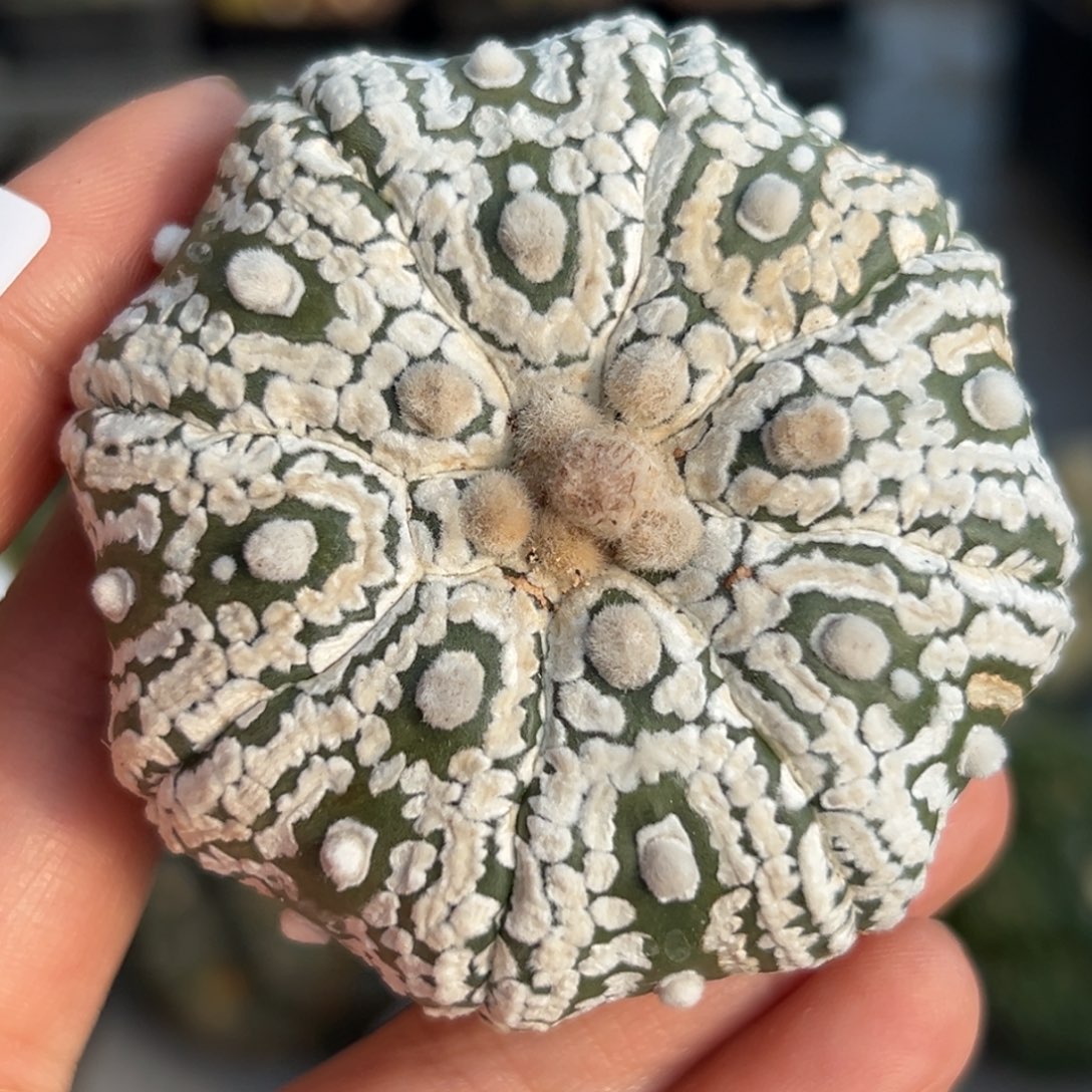 727 仙人球的比赛将