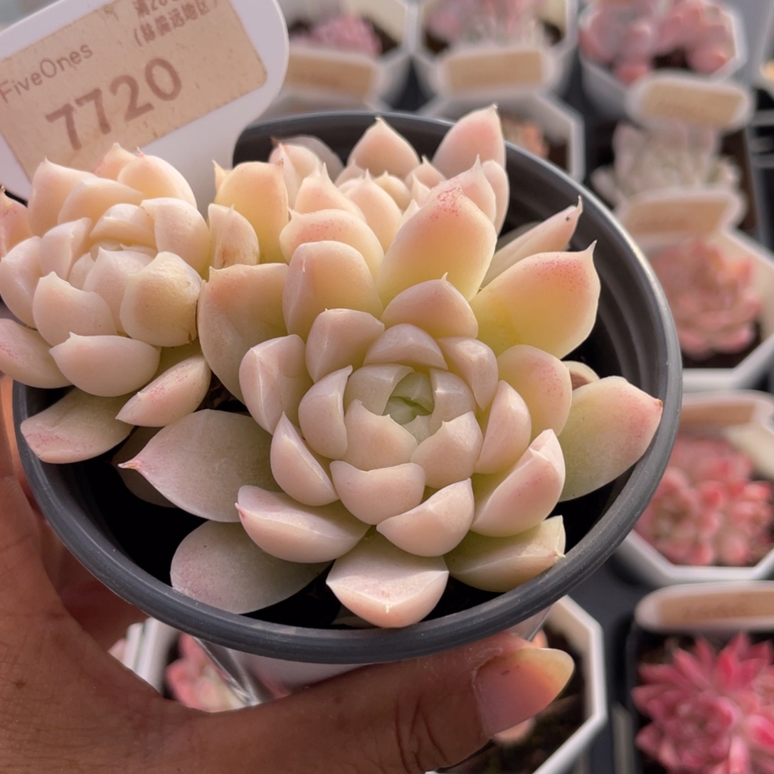 白月影7720-9.0厘米