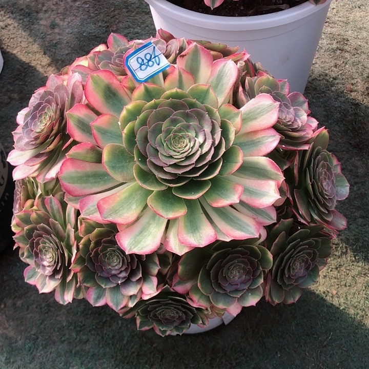 886雨荷多肉法师