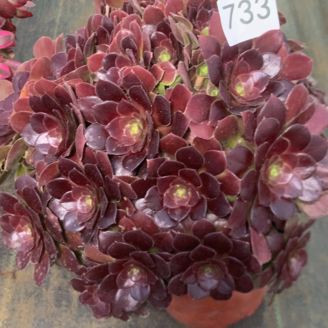 733荷兰玫瑰多肉植物