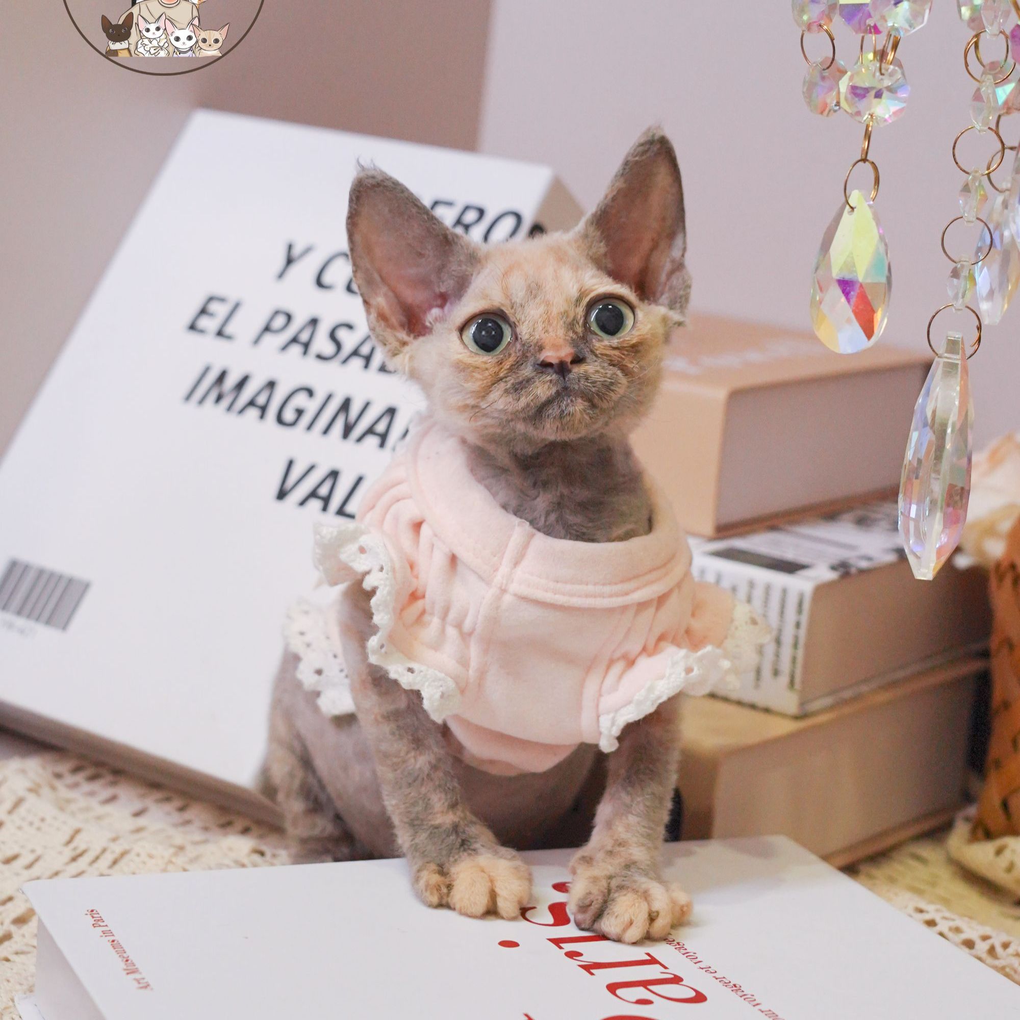 玳瑁妹妹 德文卷毛猫