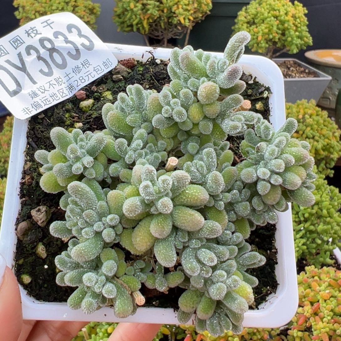 五角星dy3833小老桩冰晶冠幅6.5cm