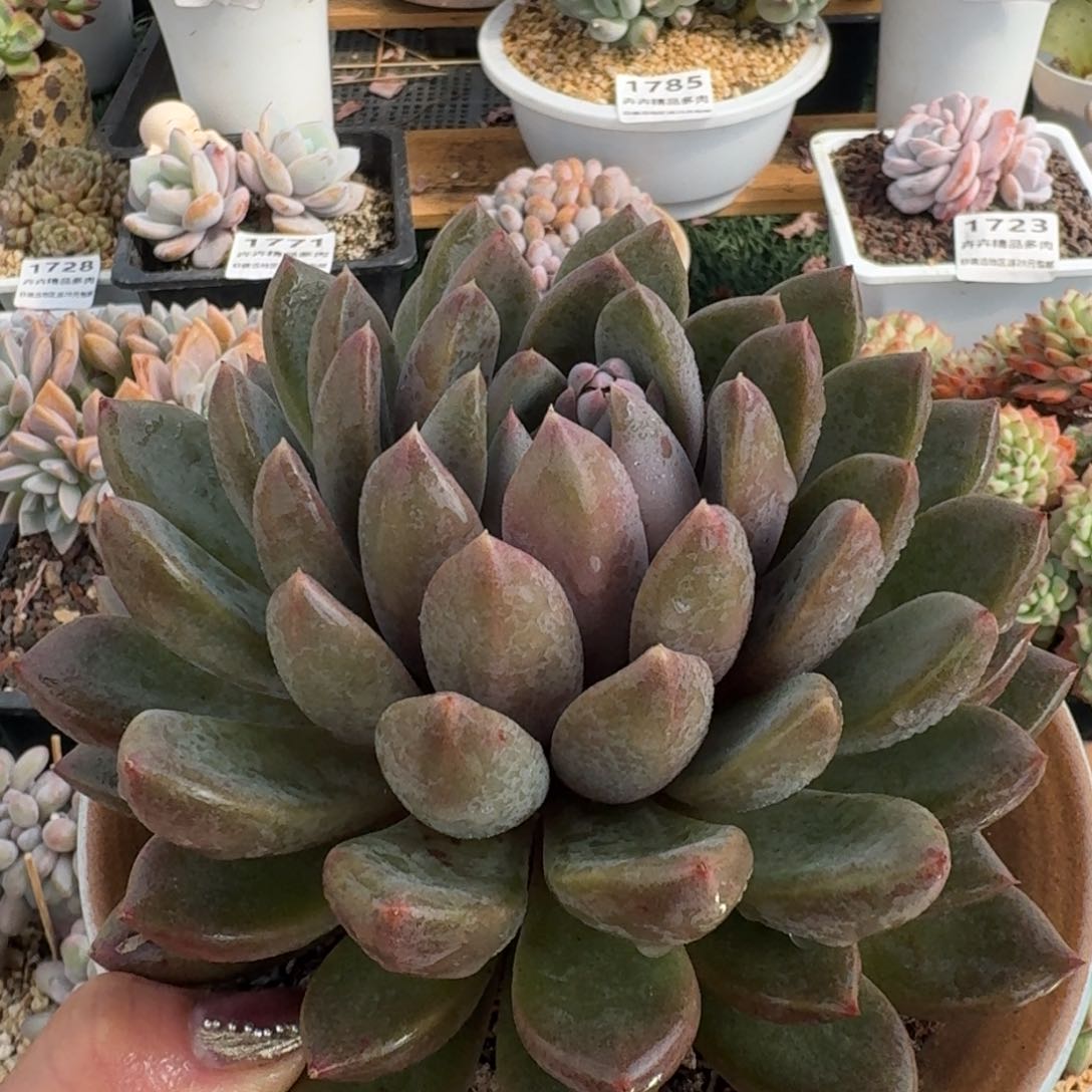 1595一物一拍（满28包邮）