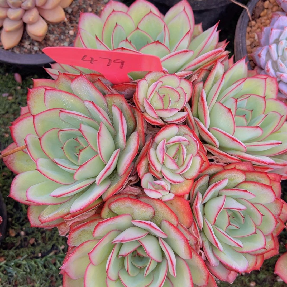 香玉的故事是一个人的故事吗