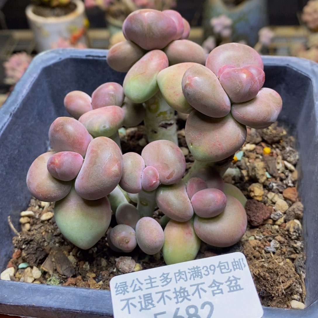 682芒果奶二代多肉8cm