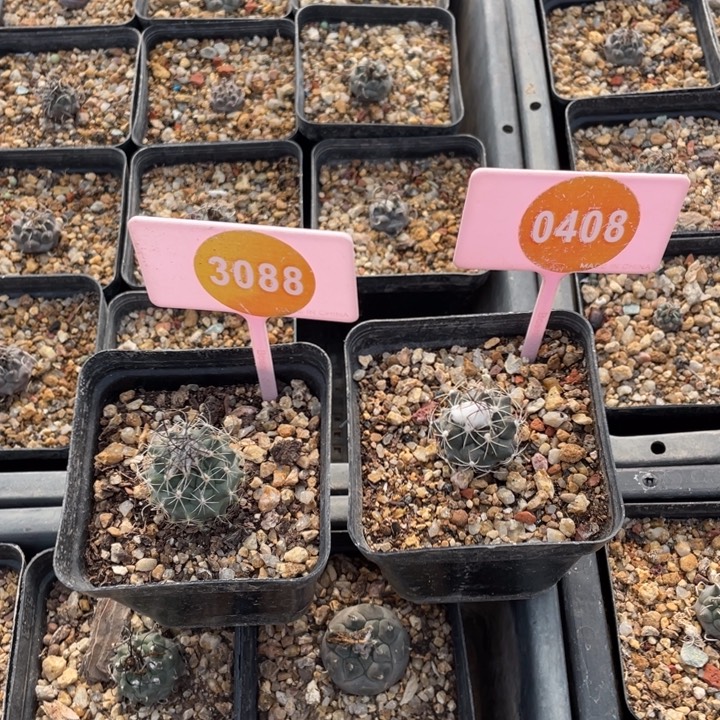 小***楠实生娇丽3088-04080000000