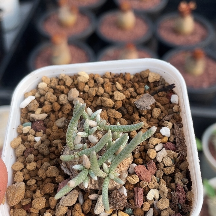 670产地韧锦块根植物