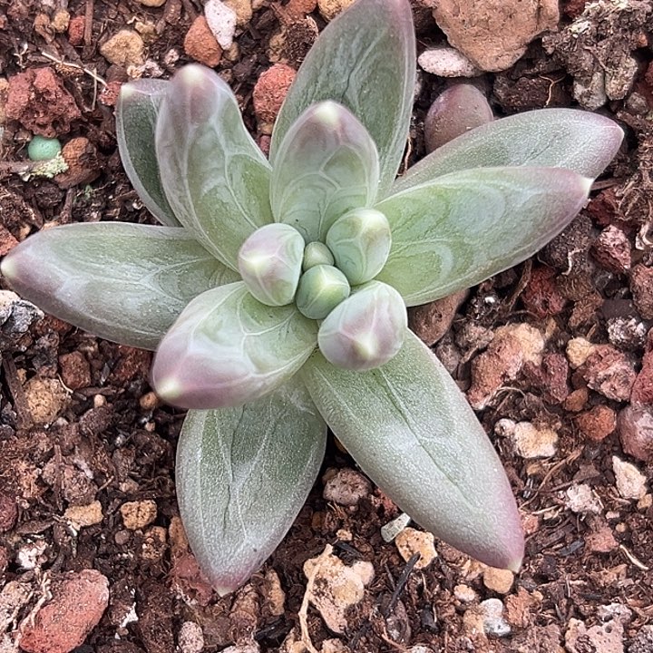 雪戴利美人特价多肉