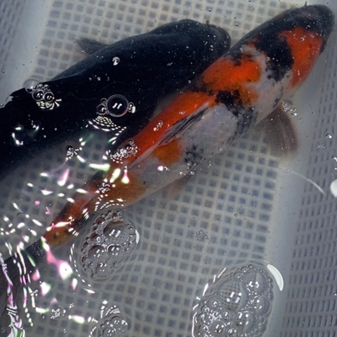 锦鲤冷水锦鲤包邮