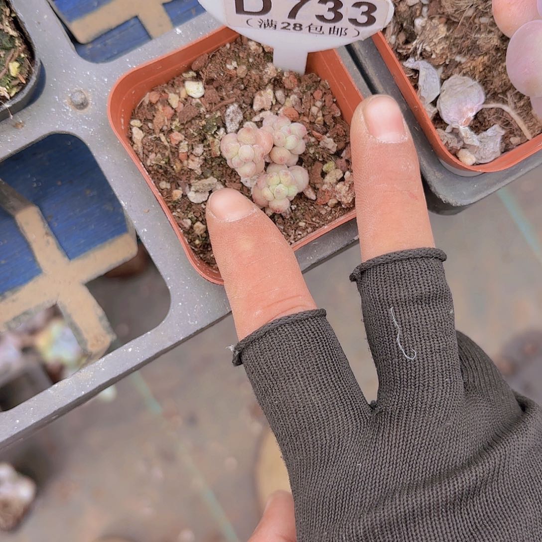 D733萤火虫一物一拍