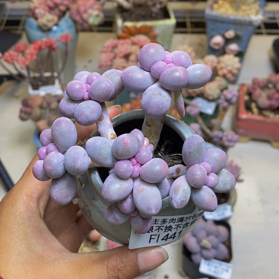 441香水手指奶多肉7cm