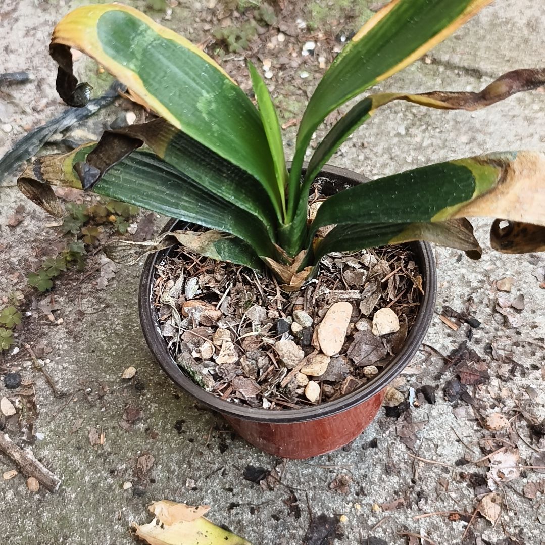 大***豚完全开放斑苗残叶无售后