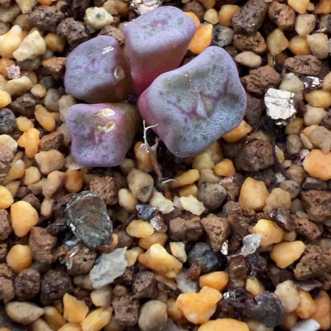 24-183肉锥多肉植物