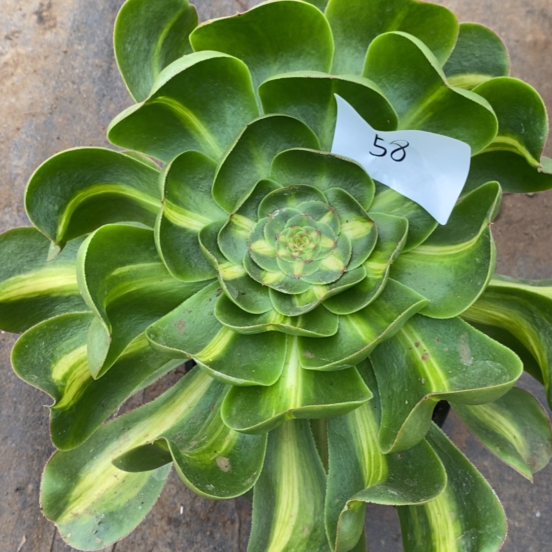 58暴君多肉植物保护