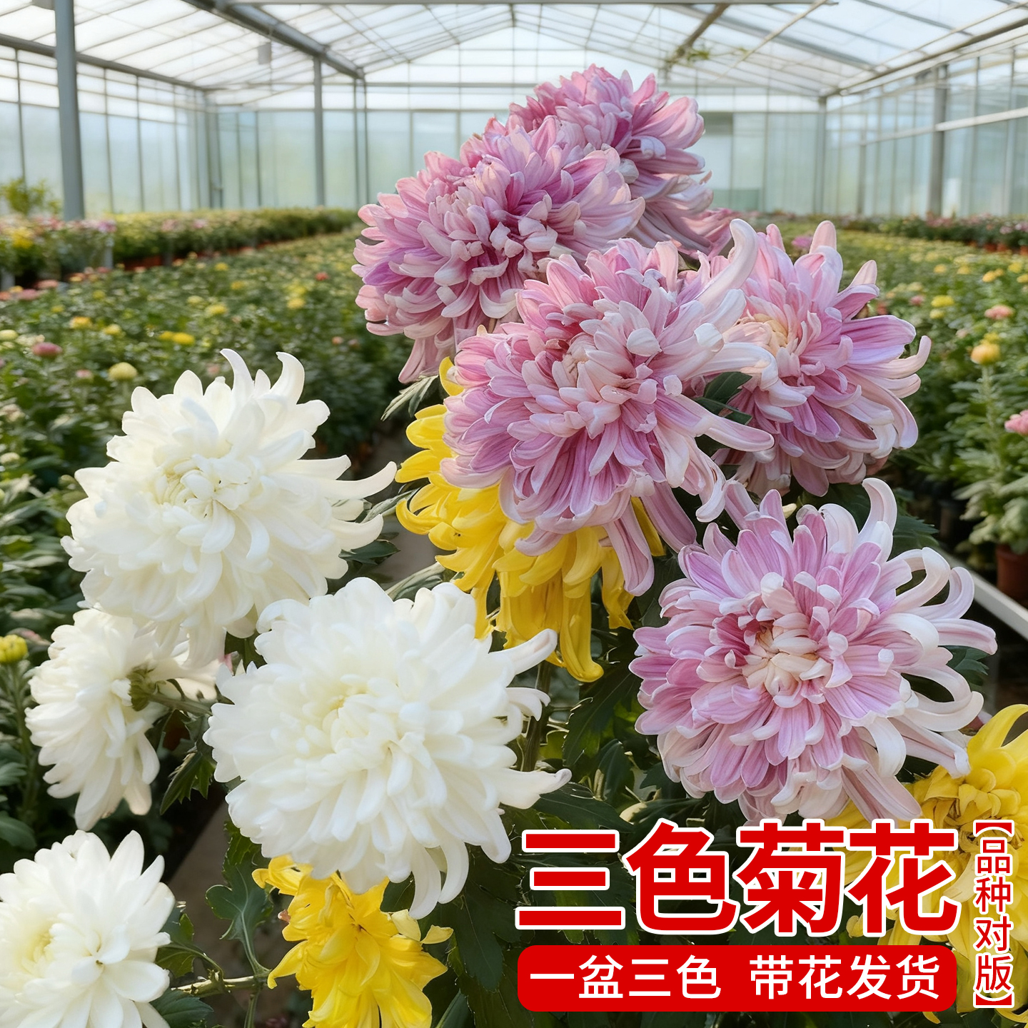 菊花盆栽牡丹菊大花四季开花室内外阳台盆栽庭院种植花卉