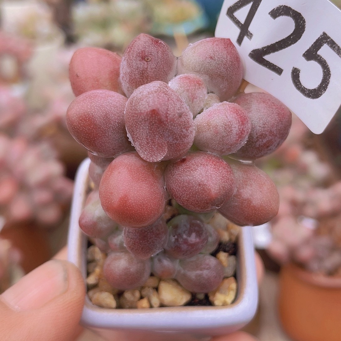 奶尖多肉植物多肉