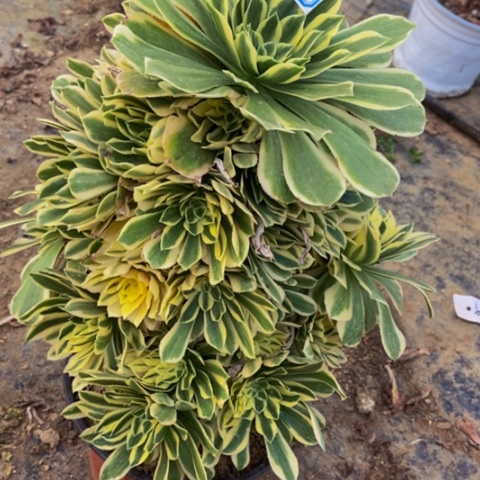 绿羊绒锦多肉植物33多肉