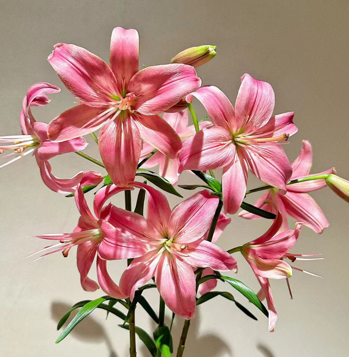 # 【港货大叔-飞鱼百合】鲜花优选 顺丰直发