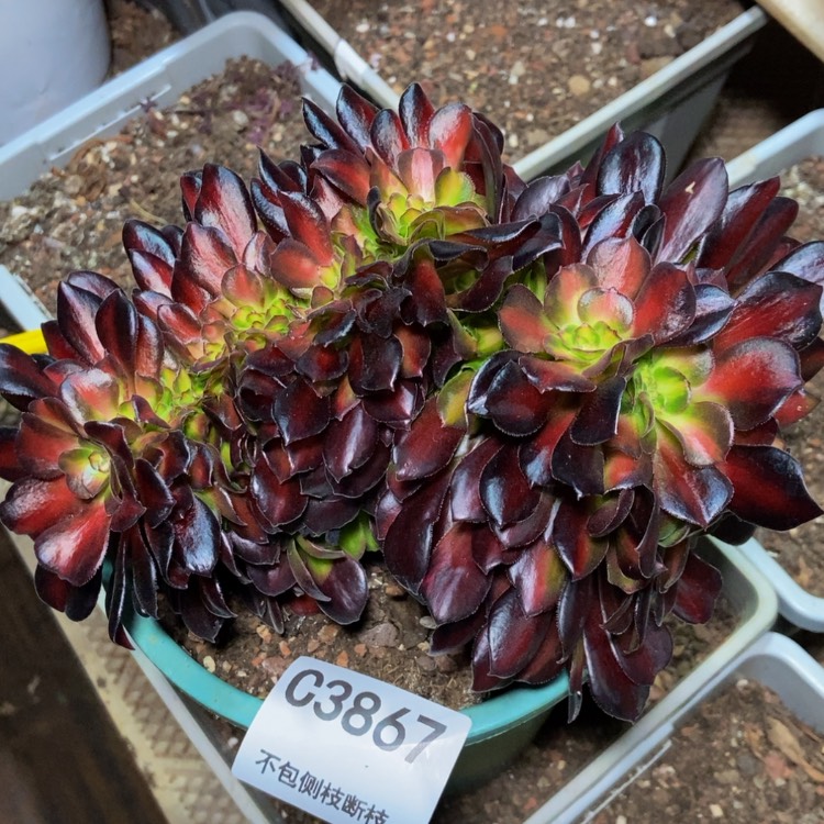 【闪购商品】3867欧紫中斑缀多肉