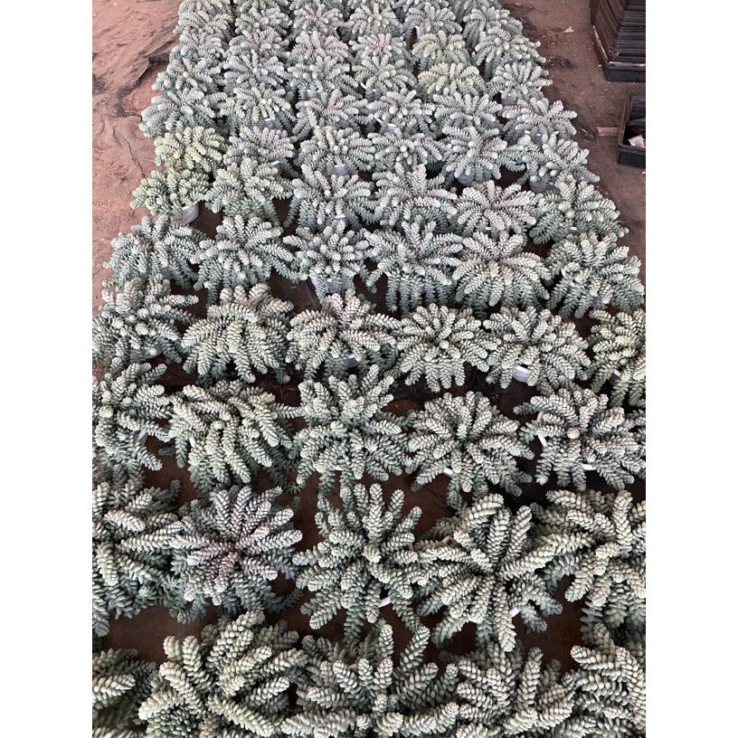 老桩飘枝盆栽  玉缀  多肉室内观赏植物