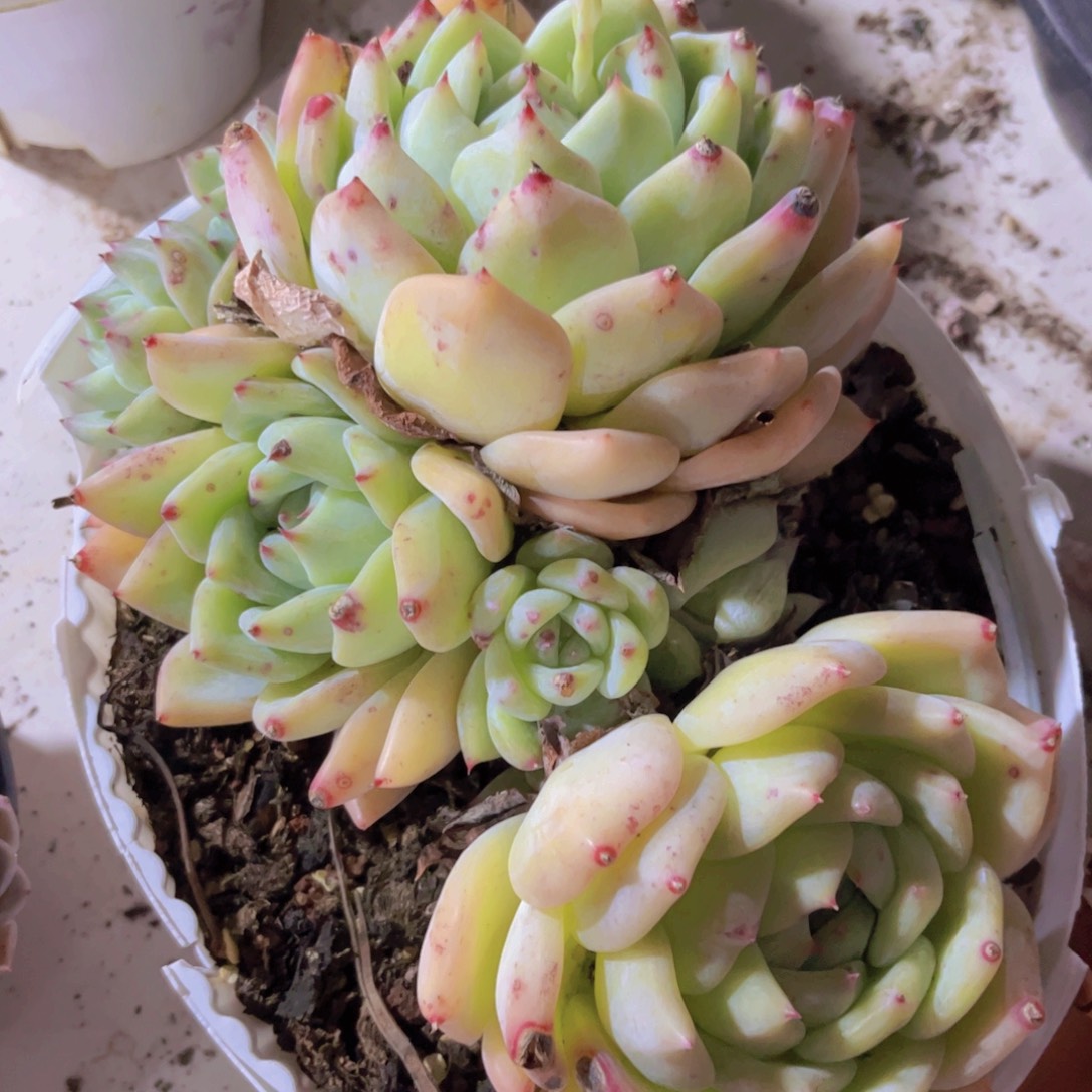 白拉糖02234多肉植物