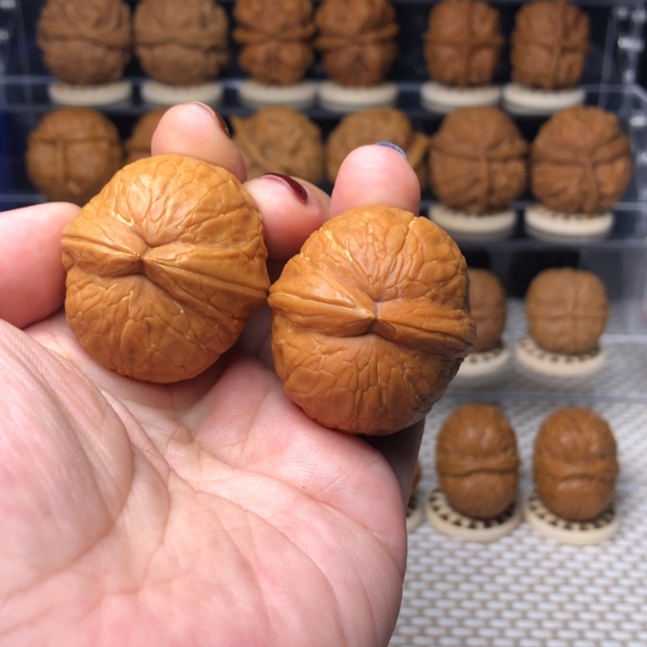 M***x把件文玩核桃555霸王筋