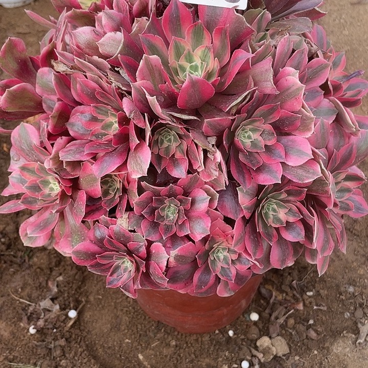 218女妖多肉植物的