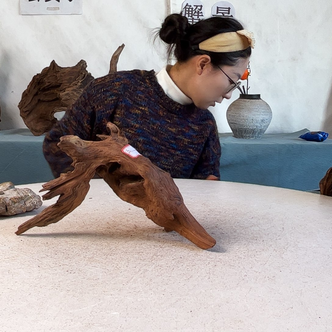 沉木造景爬宠造景