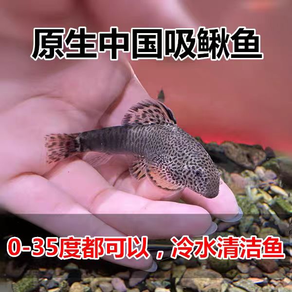 琵琶鱼吸鳅双吸盘清洁鱼冷水清道夫工擦玻璃鱼吸鳅贵州爬岩鳅养殖