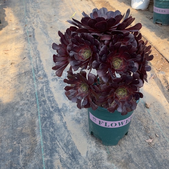 33黑萝莉多肉多肉植物多肉多肉