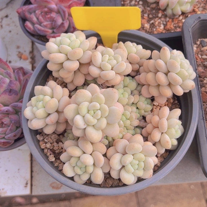 健健康康平平安安