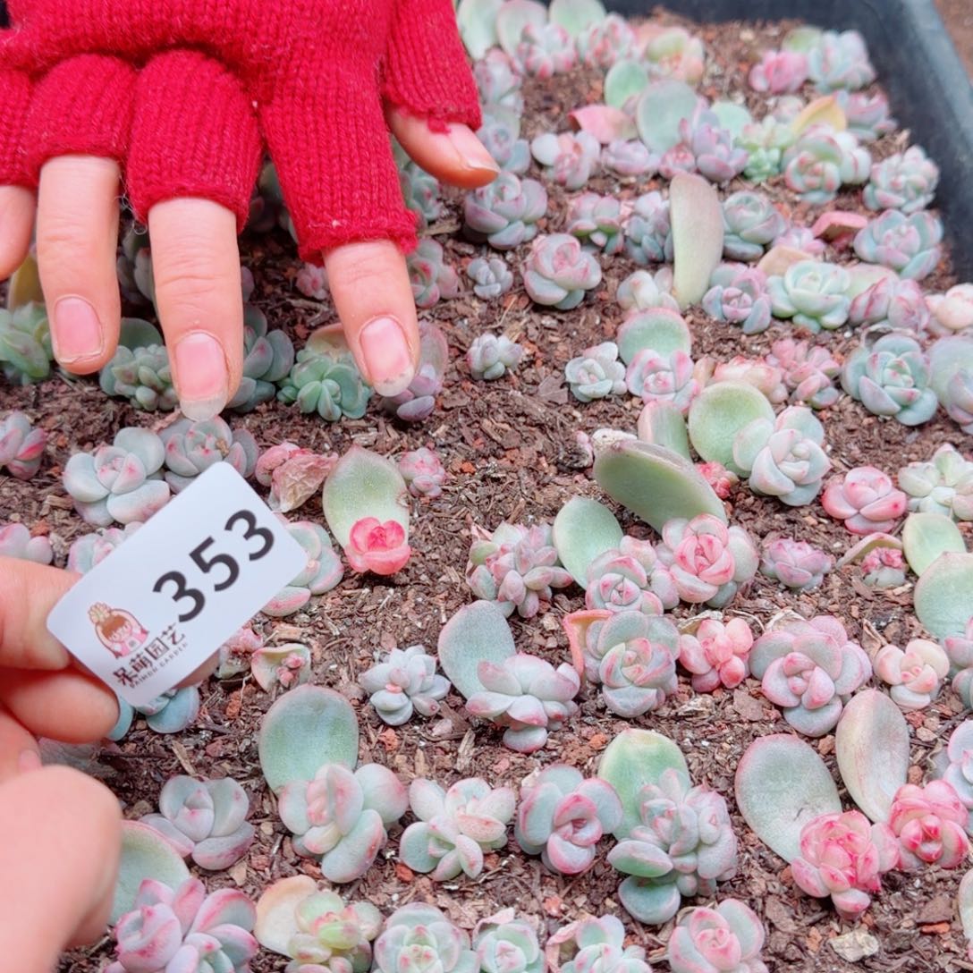 大***妮多肉植物多肉植物