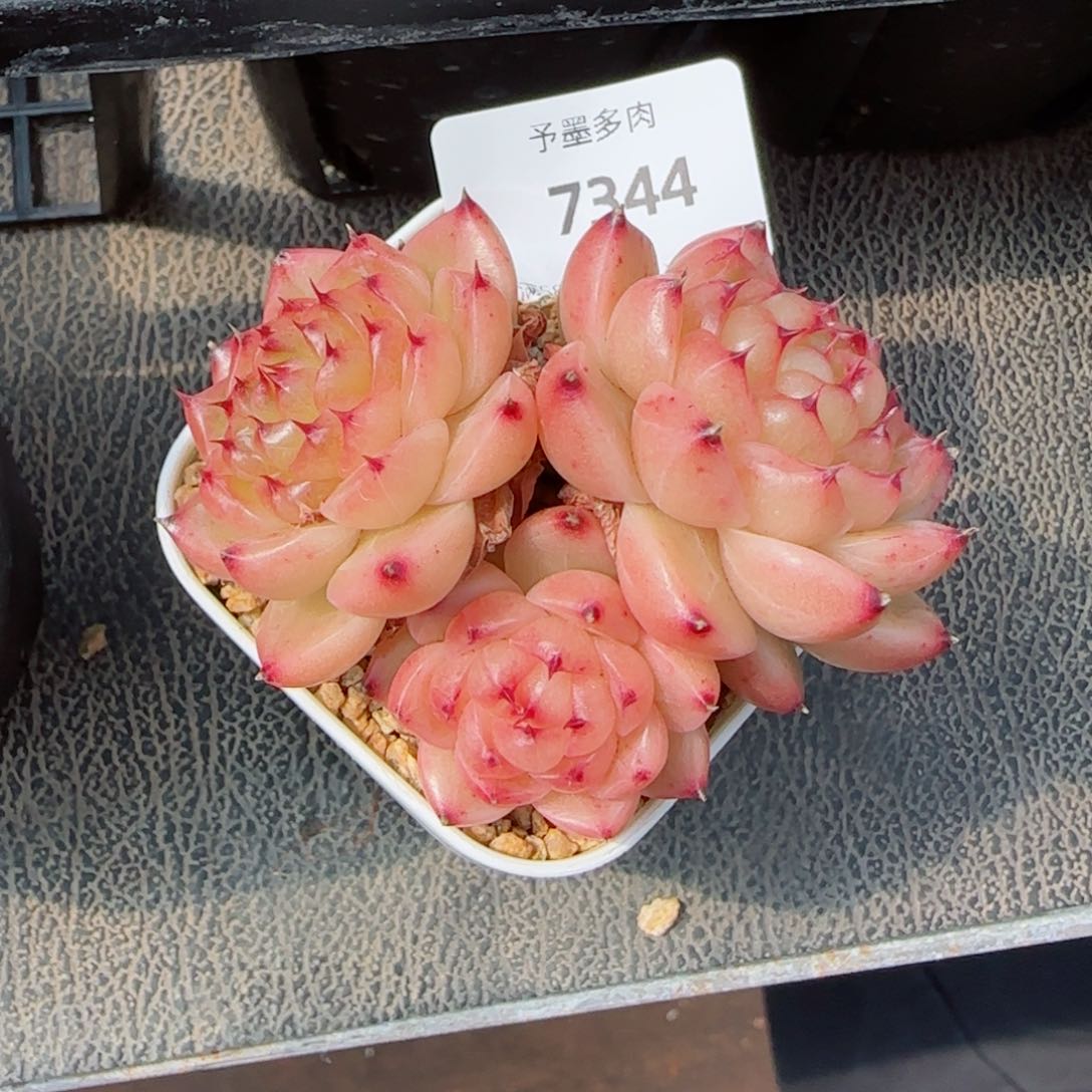 望春风，7344多肉植物