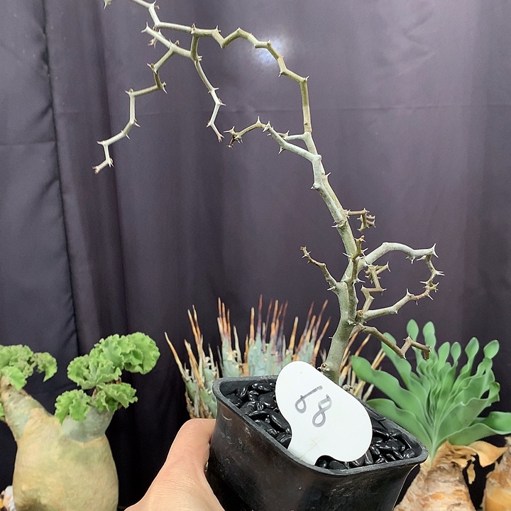 68弯曲龙哈哈哈哈哈哈哈哈哈哈哈