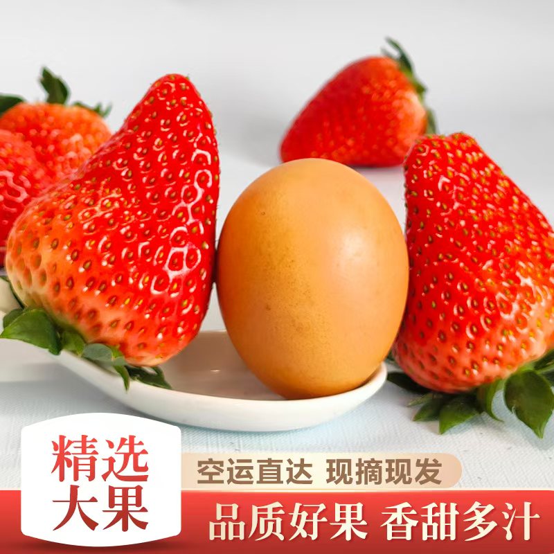 40克以上丹东九九草莓红颜草莓丹东东港核心产区现摘现发空运
